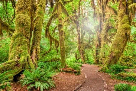 Fun Facts about Washington State Hoh Rainforest